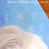 Maltese Rachael Hale Glittery Dog Greetings Card Crystal Close Up